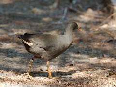 Dusky Moorhen, Cattana Wetlands - Cairns