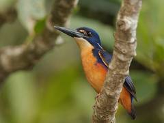 Azure Kingfisher, Daintree River