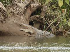 Indo-Pacific Crocodile, Daintree River