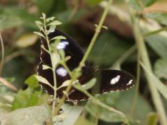 butterfly, Daintree Village