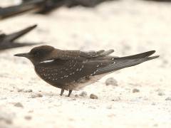Sooty Tern, Michaelmas Cay