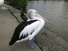 Australian Pelican, Tin Can Bay