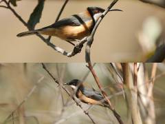 Eastern Spinebill, Blackheath - Blue Mountains NP