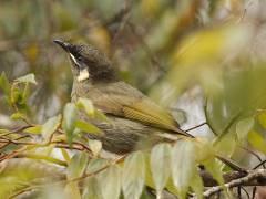 Lewin's Honeyeater, Mill Creek Campground - Dharug NP