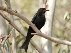  Spangled Drongo - Inskip Point Recreation Area