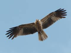 Whistling Kite