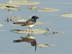 Willie Wagtail, Tyto Wetlands - Ingham