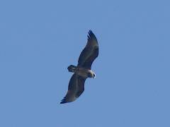 Schreeuwarend? (Greated Spotted Eagle), Masai Mara