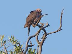 RoodoogtortelÂ (Red-eyed Dove), Masai Mara