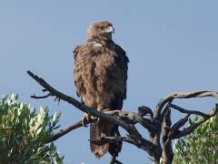 Steppearend (Steppe Eagle) Masai Mara