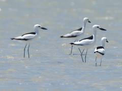 Krabplevier (Crab-plover), Mida Creek