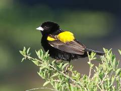 Fluweelwidavink (Yellow Bishop) Masai Mara