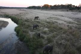 Olifants rivier, Krugerpark 