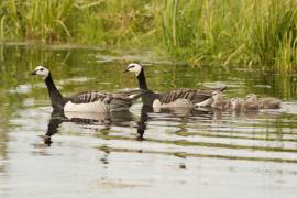 Familie Brandgans