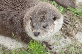 Natuurpark Lelystad Europese Otter
