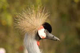 Grijze Kroonkraanvogel (Oostelijk en Zuidelijk Afrika)