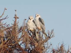 White tailed Kite - Amerikaanse Grijze Wouw, Coyote Hills Regional Park - Fremont
