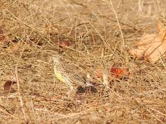 Western Meadowlark - Geelkaakweidespreeuw, Coyote Hills Regional Park - Fremont