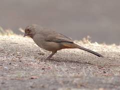 California Towhee - Californische towie, Coyote Hills Regional Park - Fremont