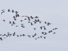 Cackling Goose - Brandgans, Woodbridge Ecological Reserve - Lodi