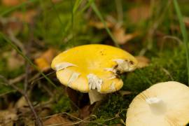 Gele Berkenrussula