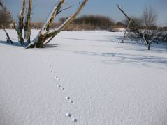 sporen