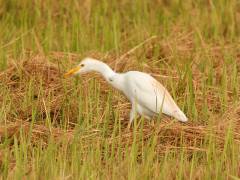Koereiger, Cultuurtuin Paramaribo